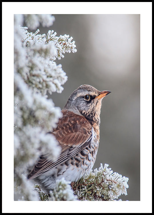 Fieldfare in a winter setting Plakat - Posterbox