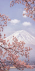 Mt.Fuji in the cherry blossoms Plakat - Posterbox