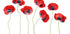 Ladybird Poppies Plakat - Posterbox