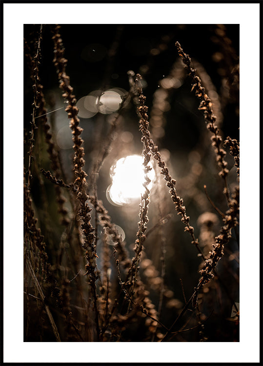 Autumn Lights 2 - Posterbox