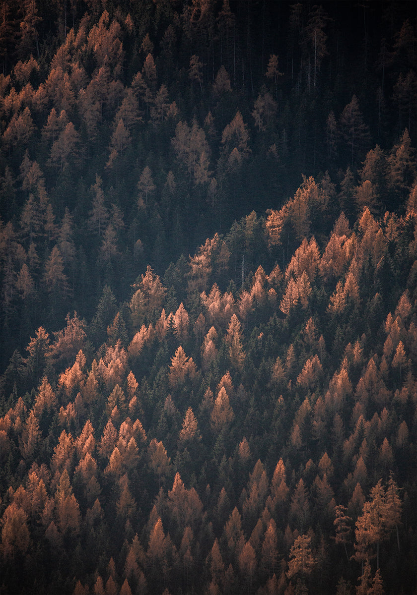 Autumn Woods 2 - Posterbox