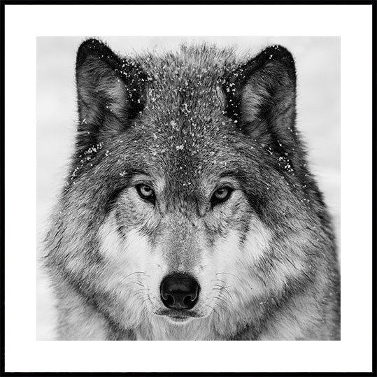 Wolf Portrait Plakater - Posterbox