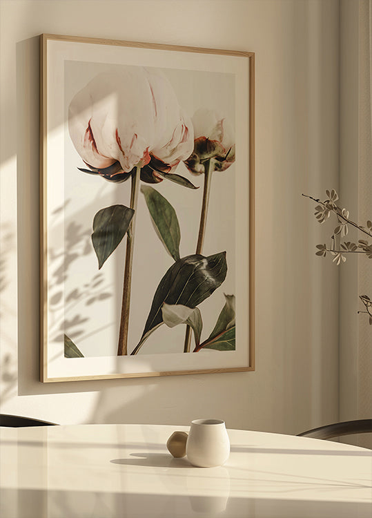 Pfingstrose 24 (NEU)