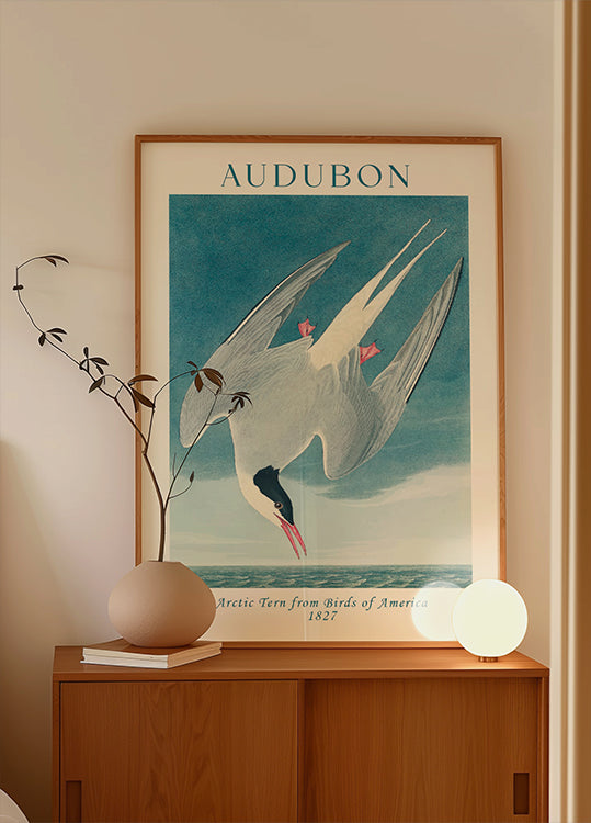 Küstenseeschwalbe von Birds of America Audubon Poster 