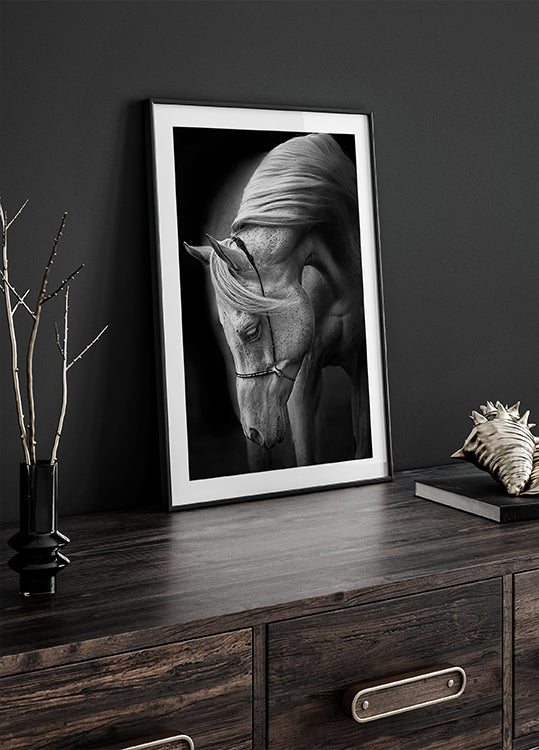 Poster mit weißem Hengst