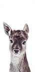 Little Fawn Fiona Plakat - Posterbox