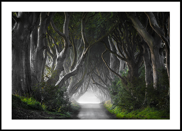 DARK HEDGES - Posterbox