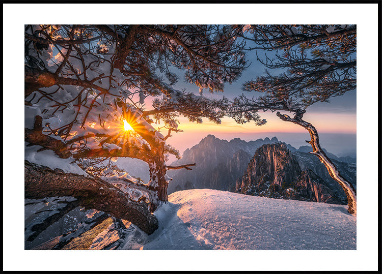 Yellow Mountain and Strange Pine after Snow Plakat - Posterbox
