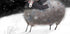 Sheep Plakat - Posterbox
