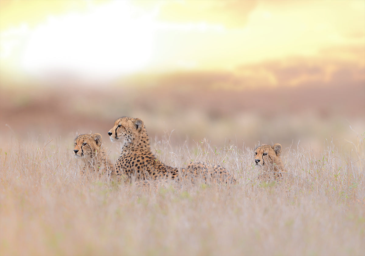Cheetah Family Plakat - Posterbox