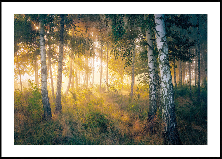 Gold in the forest Plakat - Posterbox