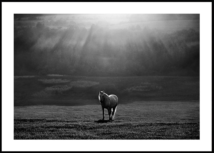morning appearance - Posterbox