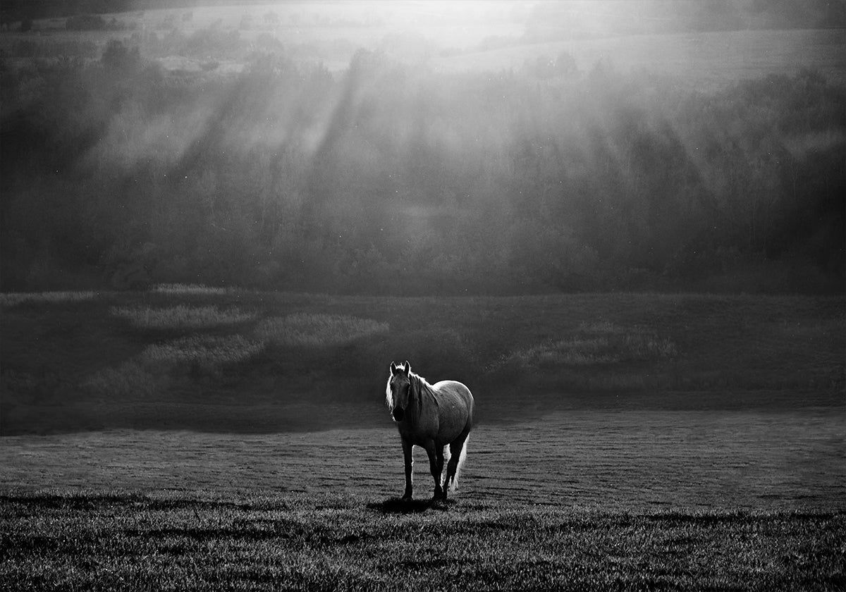 morning appearance - Posterbox
