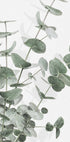 Eucalyptus_003 Plakat - Posterbox