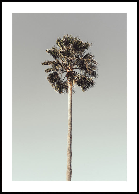 Palm_001 - Posterbox
