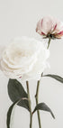 Peony 12 - Posterbox