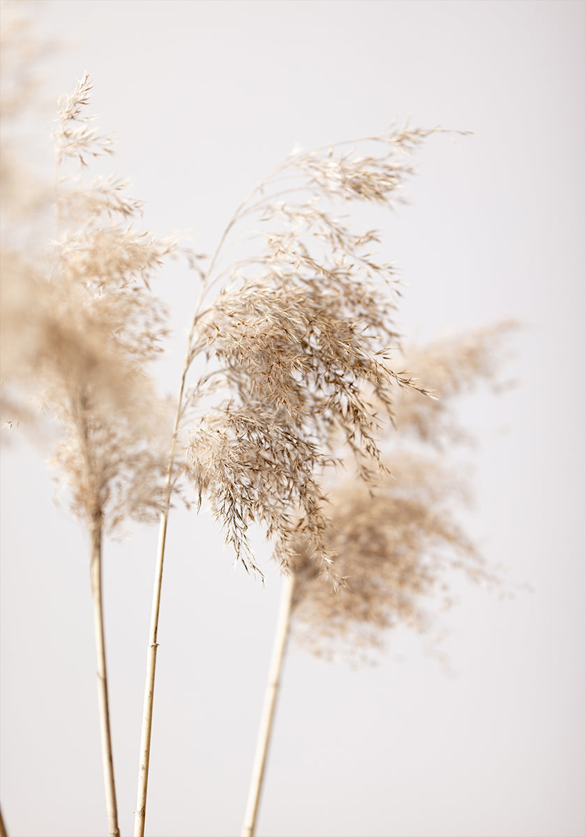 Reed Grass Grey 09 Plakat - Posterbox