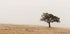 Autumn Grassy Field and Solitary Tree Plakat - Posterbox.dk