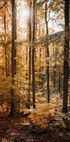 Golden Autumn Forest Plakat - Posterbox.dk