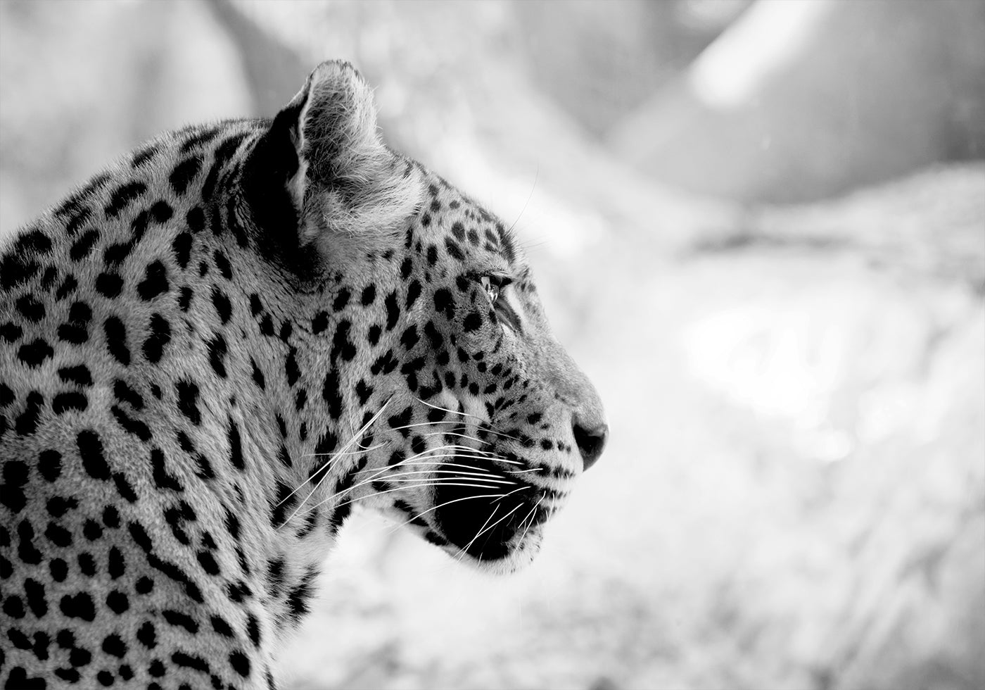 Leopard in Profile, Black & White Plakat - Posterbox