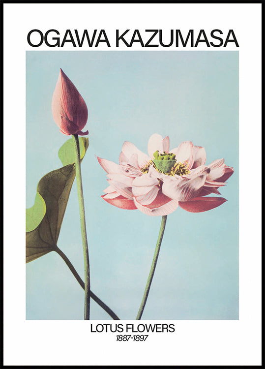 Lotus Flowers Print, Ogawa Kazumasa Plakat - Posterbox.dk