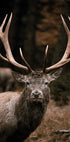 Majestic Deer in Autumn Forest Plakat - Posterbox.dk