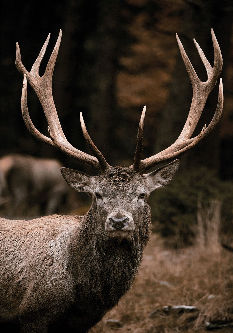 Majestic Deer in Autumn Forest Plakat - Posterbox.dk
