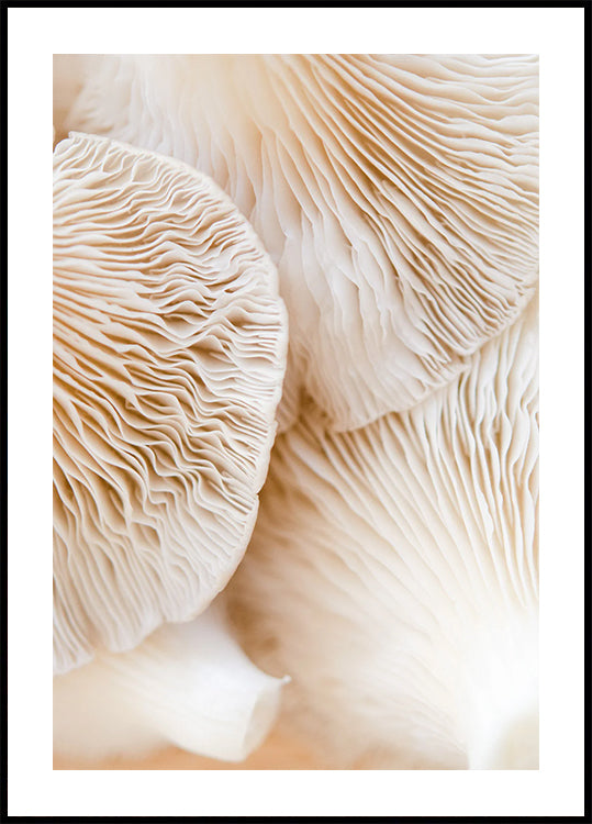 Mushrooms Close-Up Plakat - Posterbox.dk