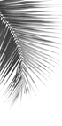 Palm Leaf in Monochrome Plakat - Posterbox.dk
