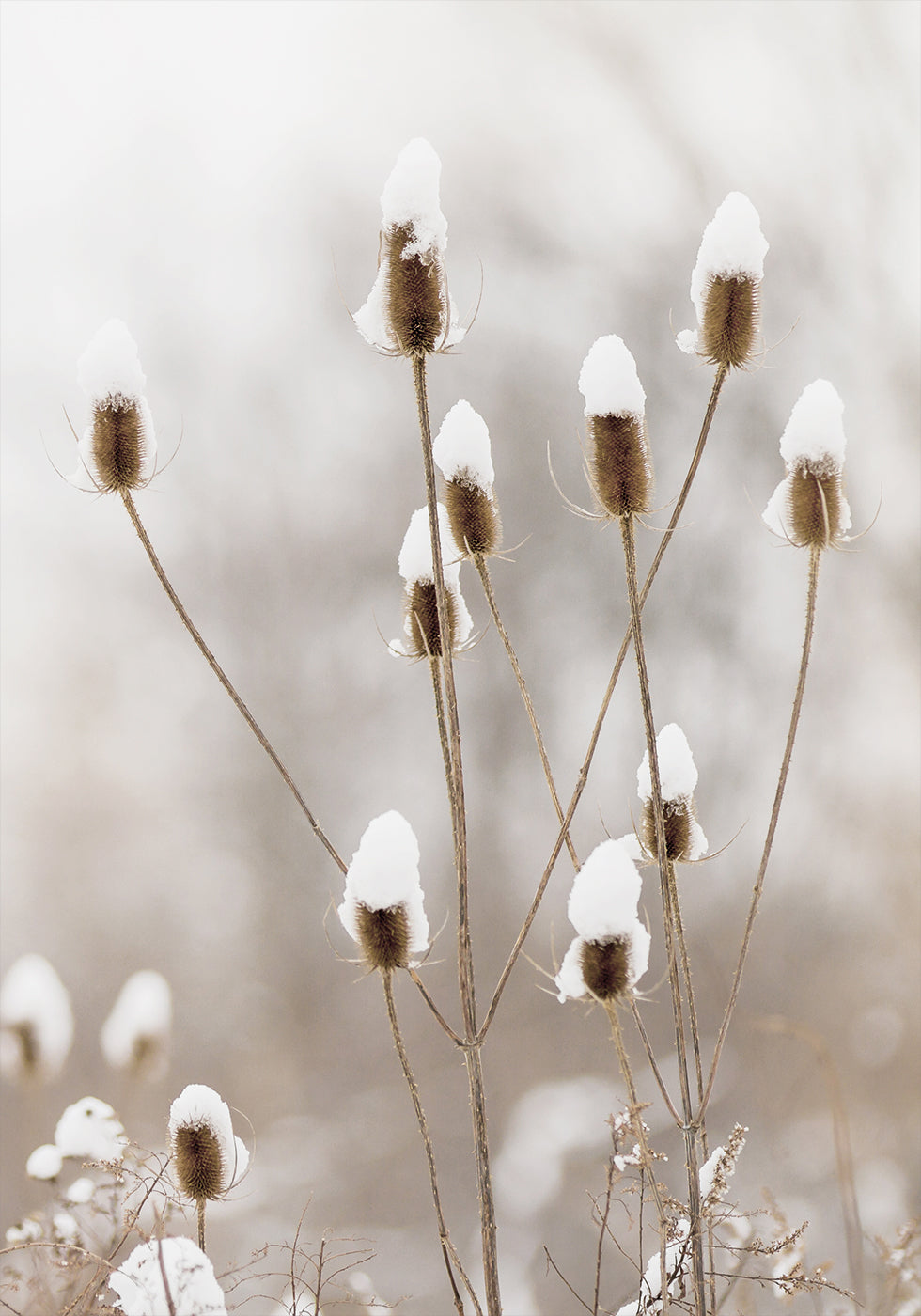Snowy Dried Flowers Plakat - Posterbox.dk