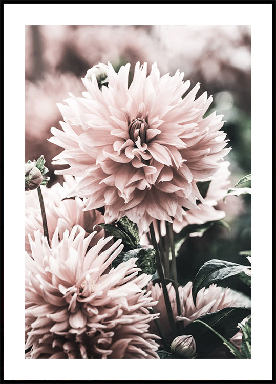 Soft Dahlia Bloom Plakat - Posterbox.dk