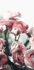 Soft Pink Ranunculus Plakat - Posterbox.dk