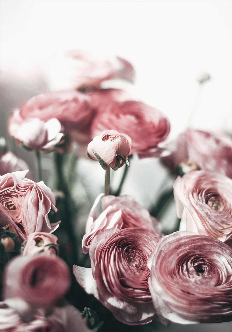 Soft Pink Ranunculus Plakat - Posterbox.dk