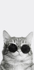Sophisticated Feline in Sunglasses Plakat - Posterbox.dk