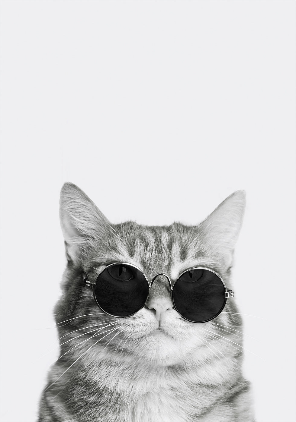Sophisticated Feline in Sunglasses Plakat - Posterbox.dk