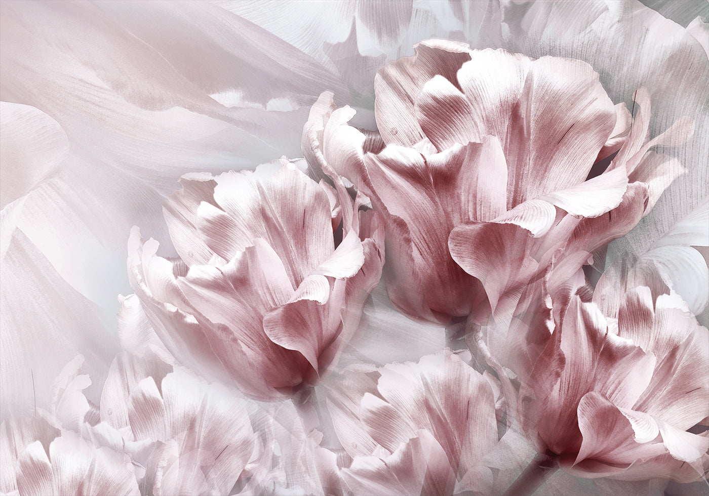 Tender Pink Tulips Plakat - Posterbox.dk