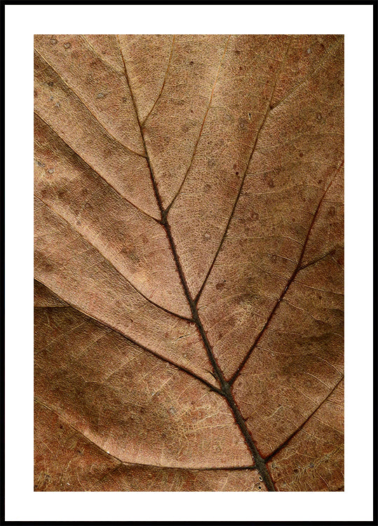 Textured Dry Leaf Plakat - Posterbox.dk