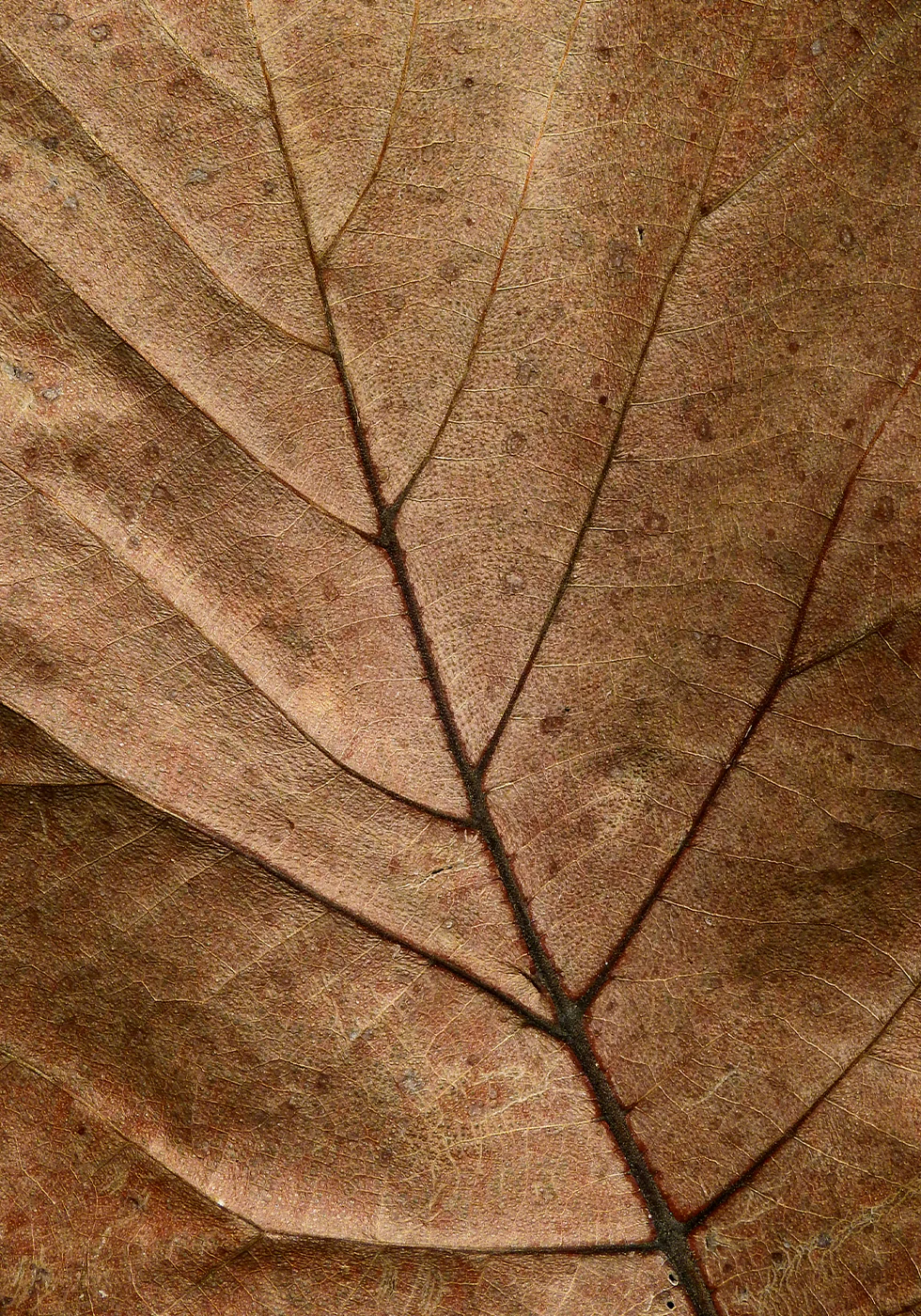 Textured Dry Leaf Plakat - Posterbox.dk