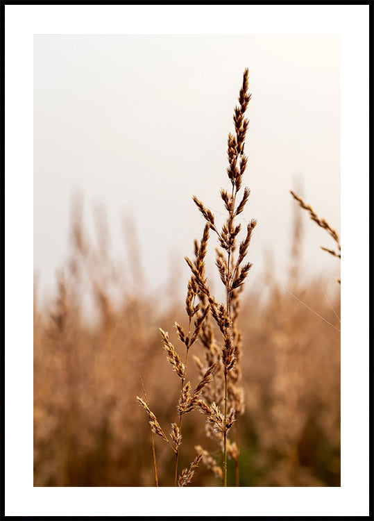 Tranquil Beach Grass Plakat - Posterbox.dk