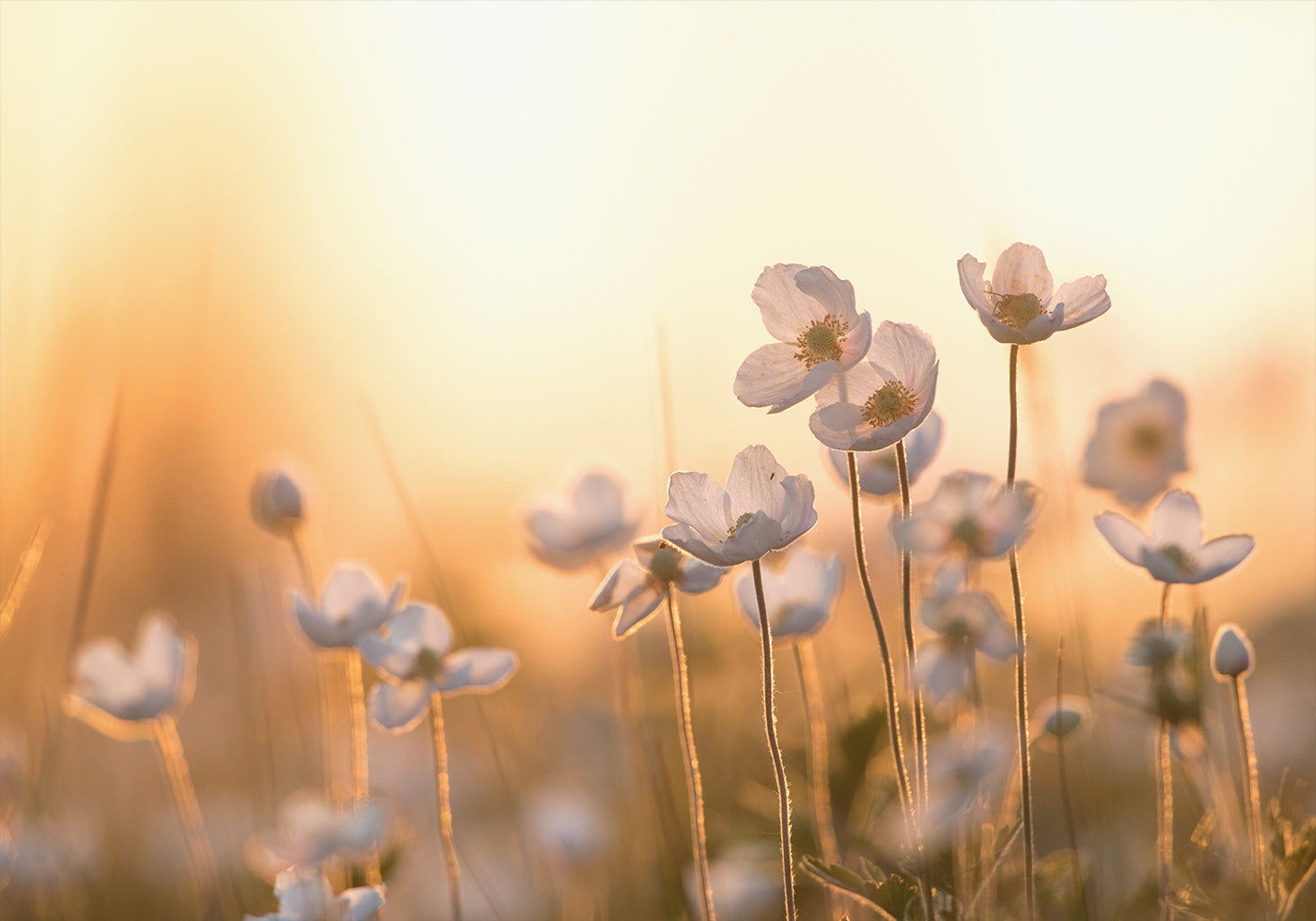 Wild Anemone at Sunset Plakat - Posterbox.dk