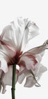 Wilting Beauty: A Drying Flower Plakat - Posterbox.dk