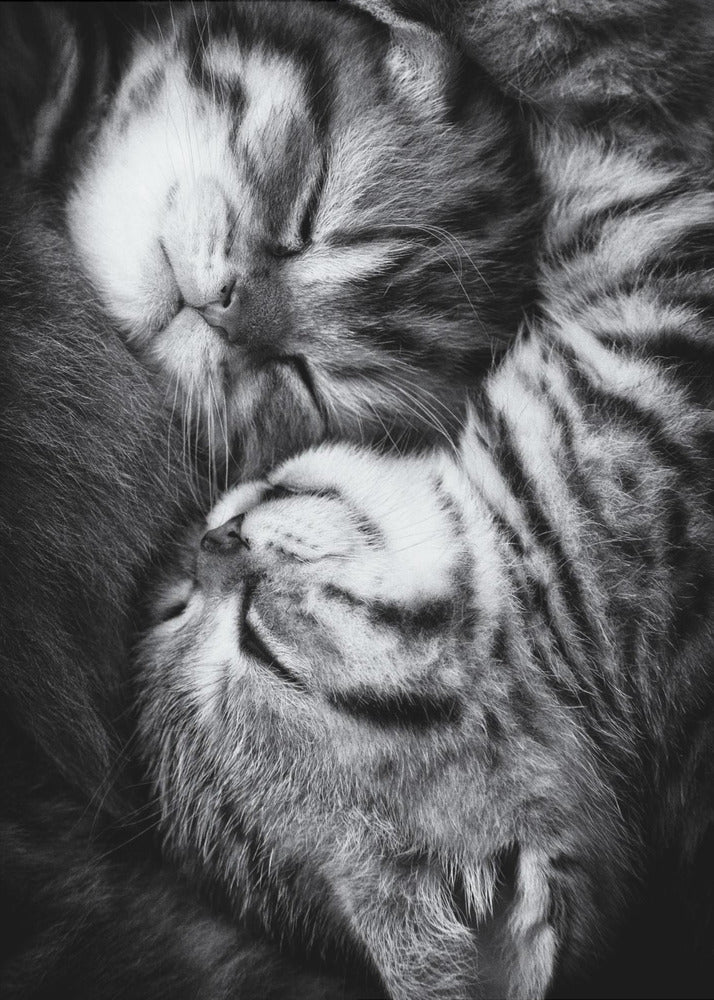 Yin- und Yang-Poster