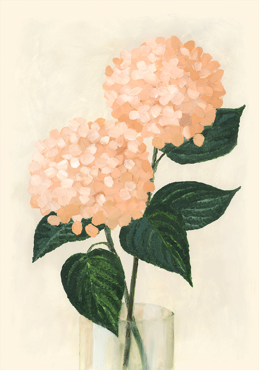 Coral hydrangeas in a vase - Posterbox
