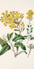 Das Bild ist eine botanische Illustration mit einer Vielzahl gelber Blumen und grünen Blättern.