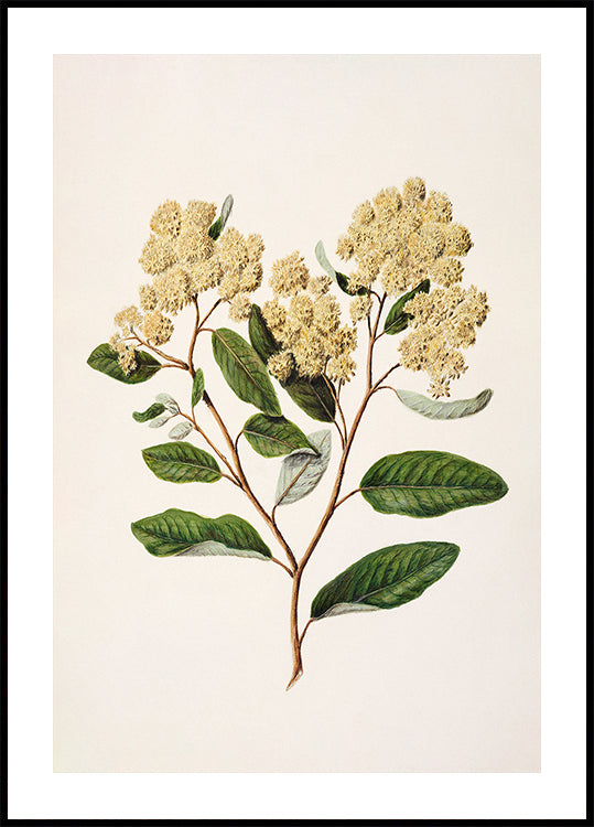 Kumarahou Drawn By Sarah Featon (1848–1927 (NEW) - Posterbox