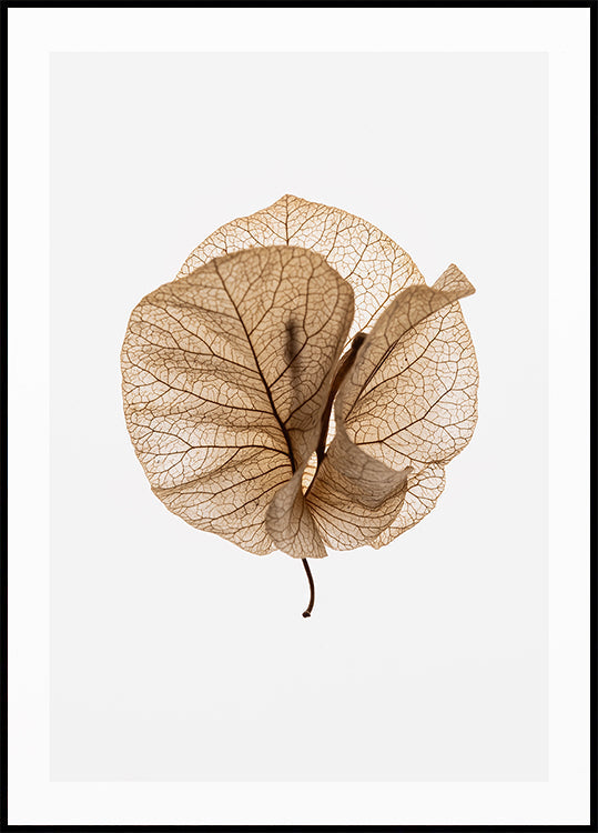 Fragile Glow (NEW) - Posterbox
