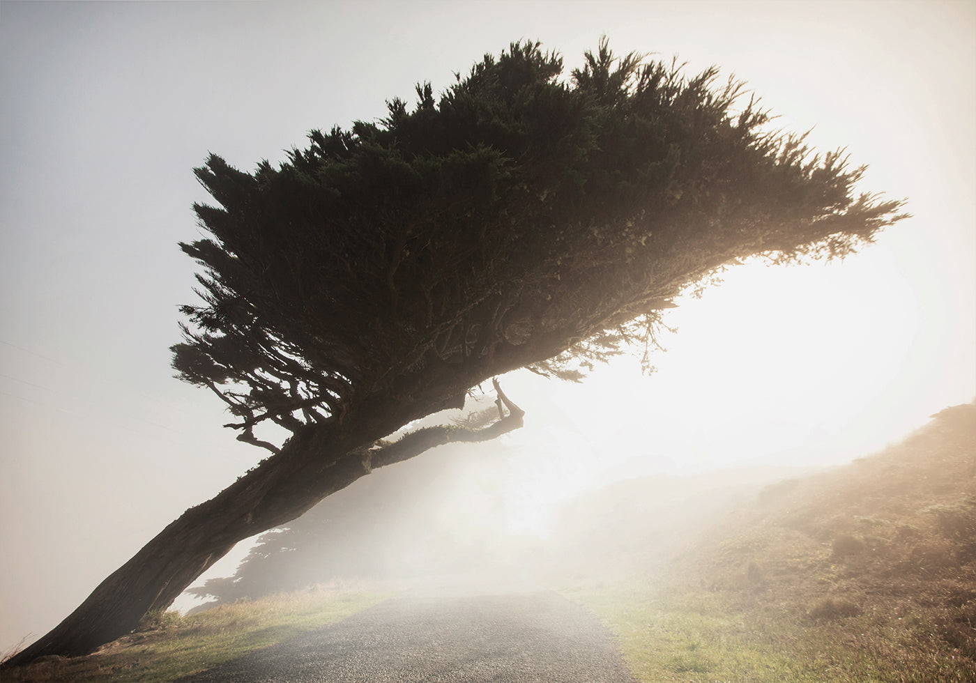 Tilted Tree Plakat - Posterbox.dk