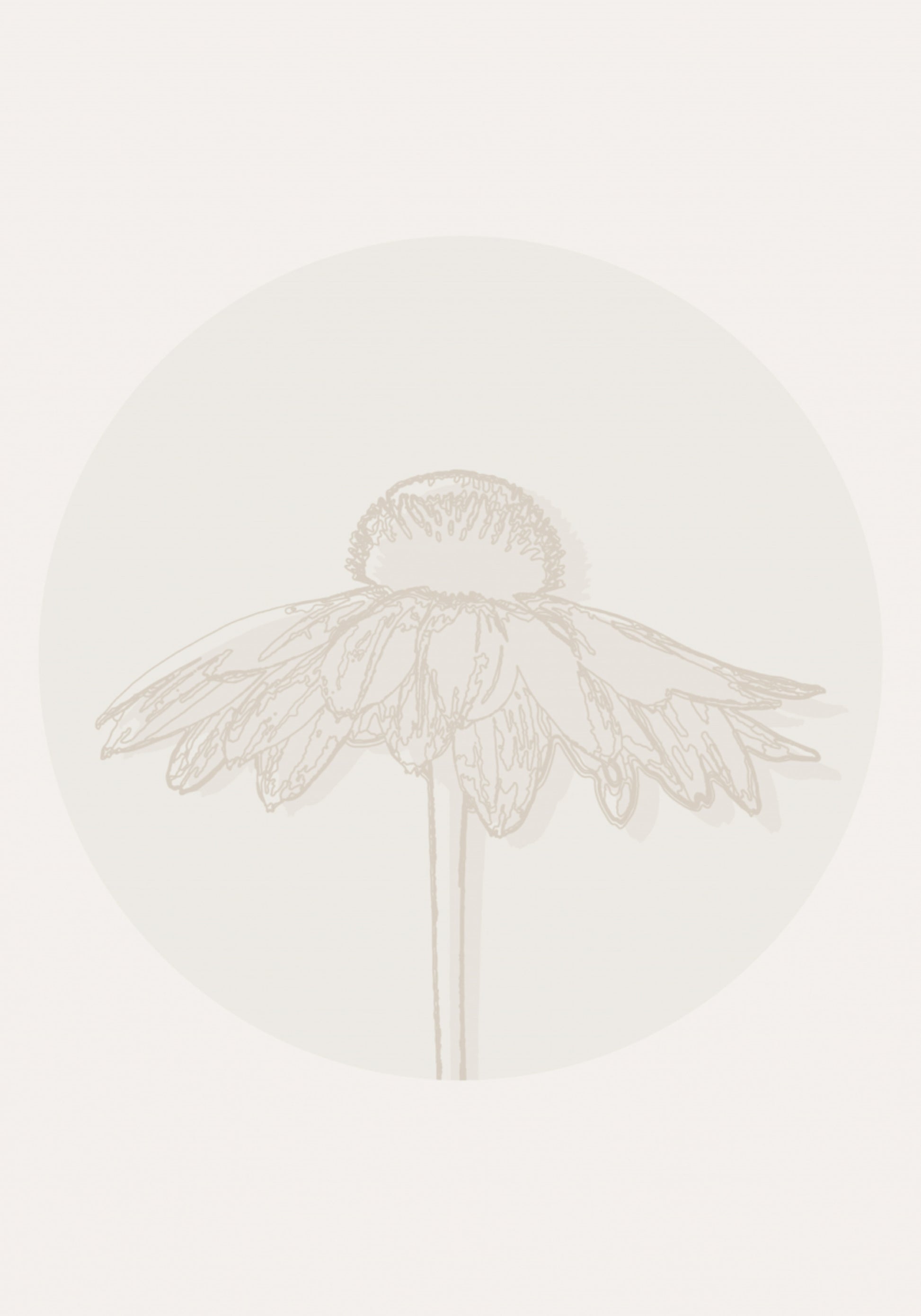 Minimalistische Sonnenhutblüte