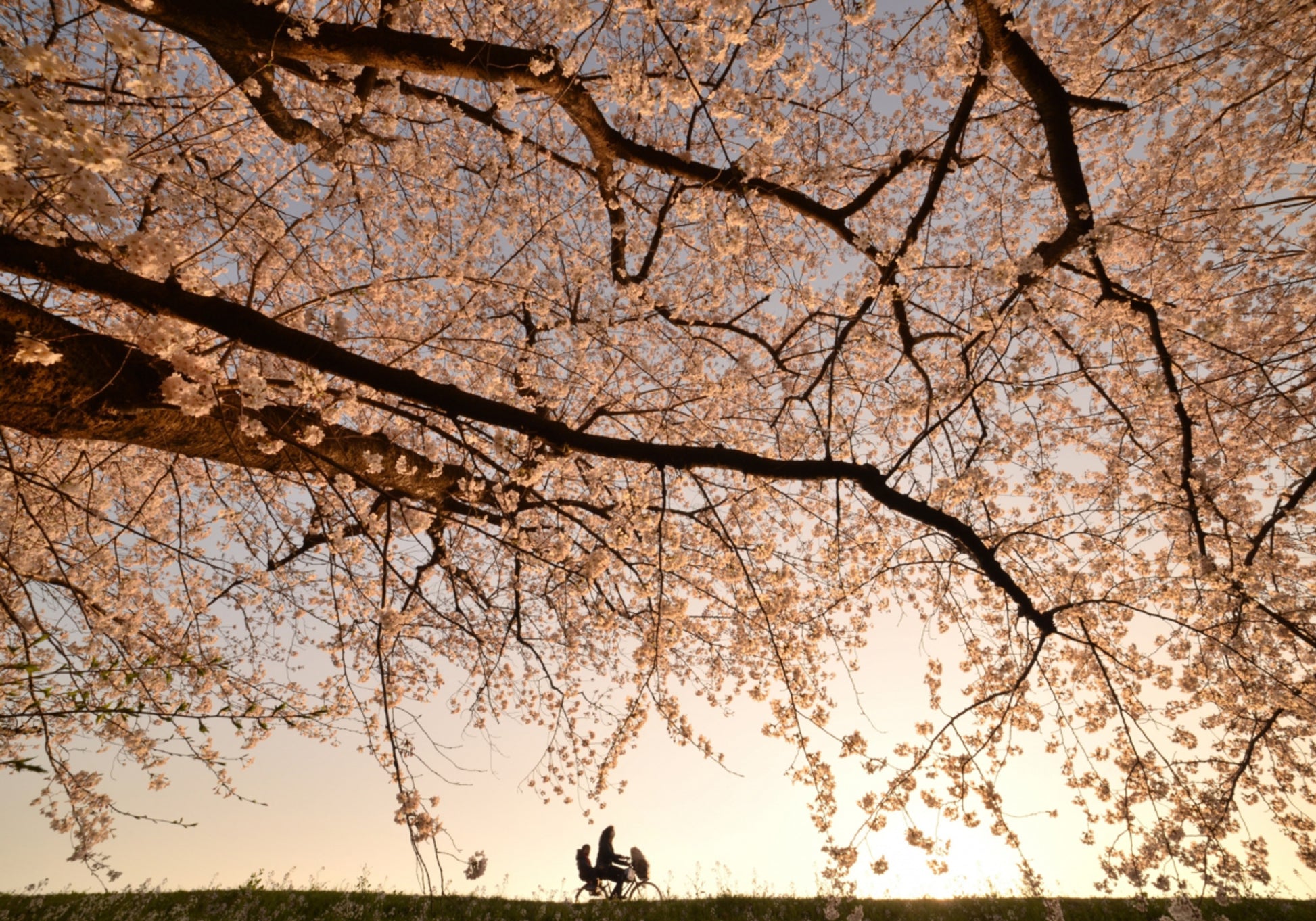 Kirschblüten-Fahrt bei Sonnenuntergang
