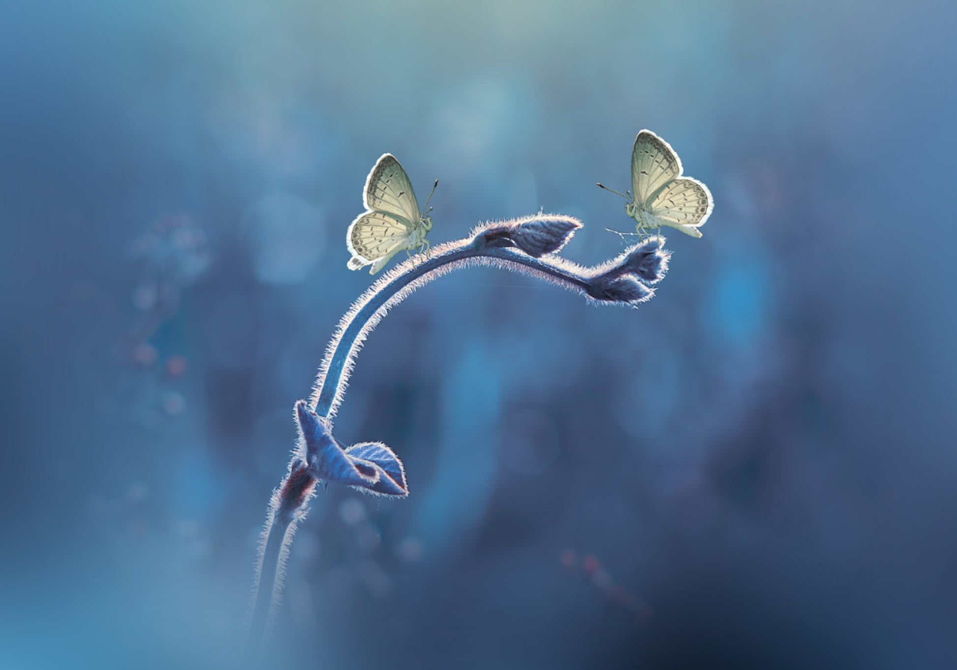 Zartes Schmetterlings-Duo
